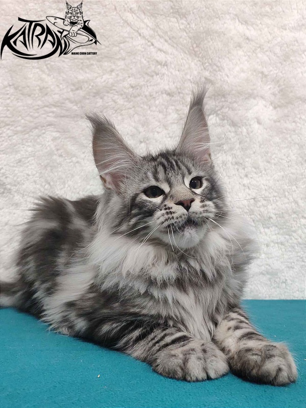 Katran Tiger - Кошеня мейн-кун 4 місяця