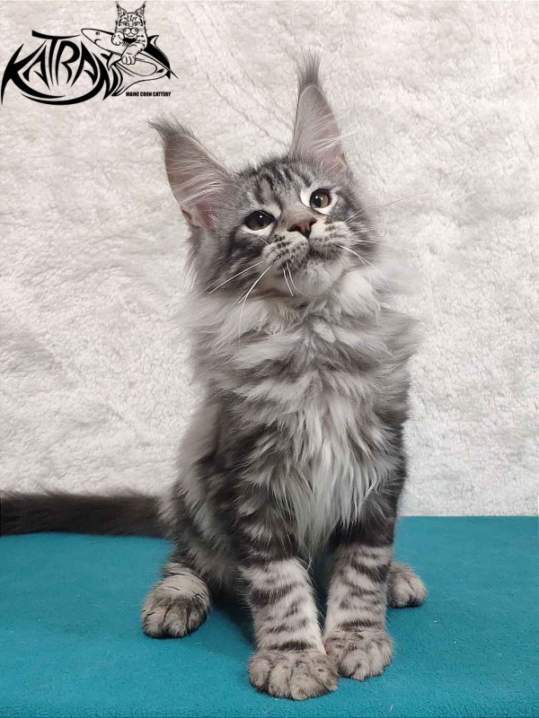 Katran Tiger - Кошеня мейн-кун 4 місяця
