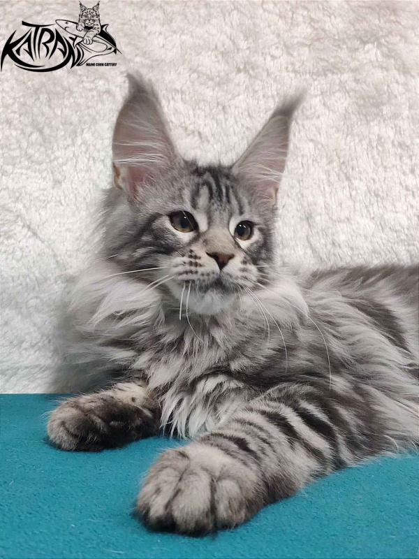 Katran Tiger - Кошеня мейн-кун 4 місяця