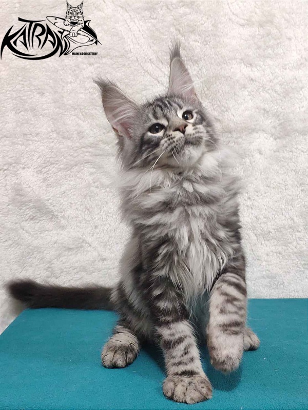 Katran Tiger - Кошеня мейн-кун 4 місяця