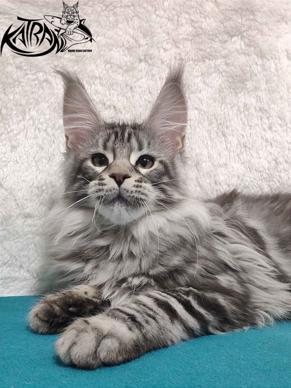 Katran Tiger - Кошеня мейн-кун 4 місяця