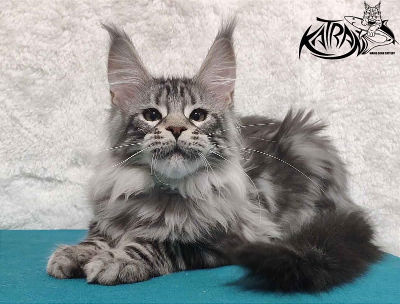 Katran Tiger - Кошеня мейн-кун 4 місяця