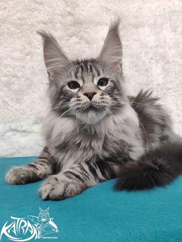 Katran Tiger - Кошеня мейн-кун 4 місяця