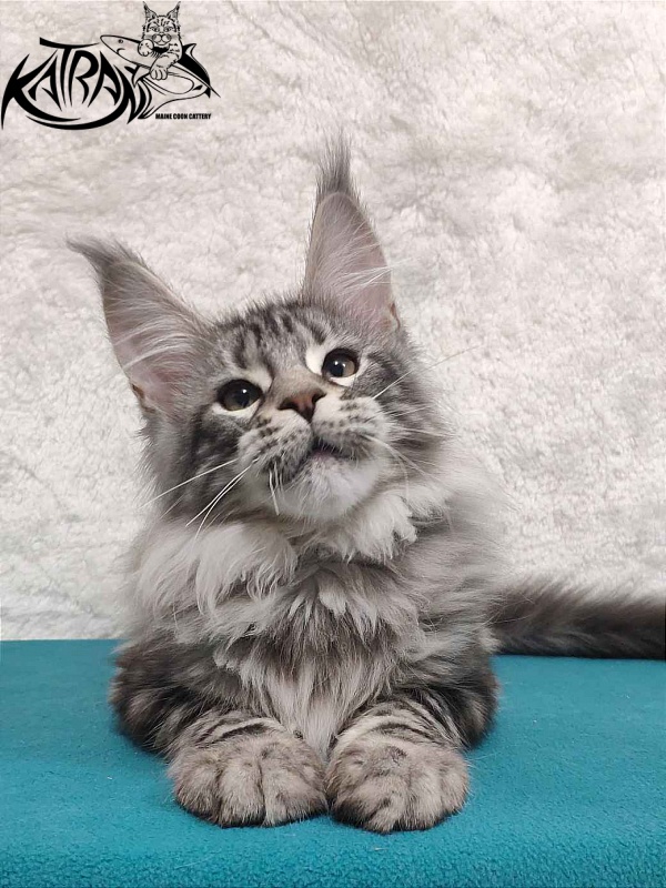 Katran Tiger - Кошеня мейн-кун 4 місяця