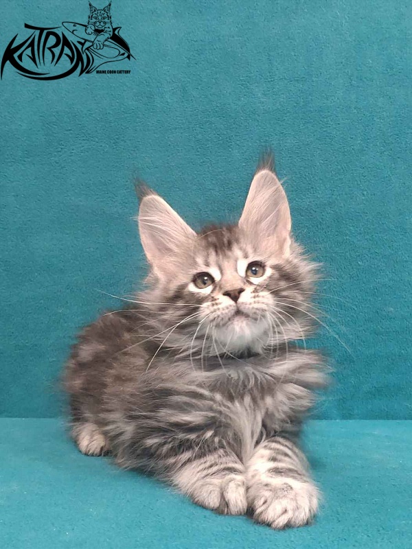 Katran Tiger - Кошеня мейн-кун 2 місяця