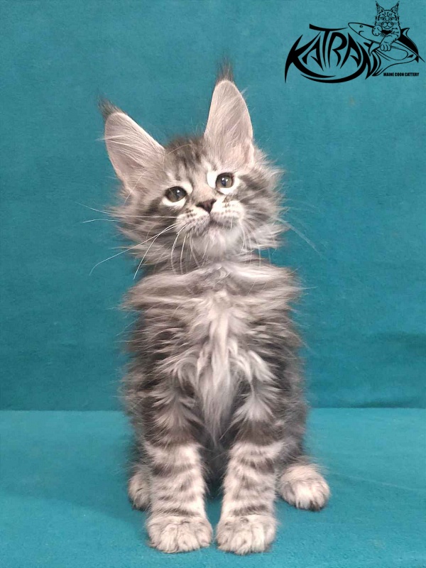 Katran Tiger - Кошеня мейн-кун 2 місяця