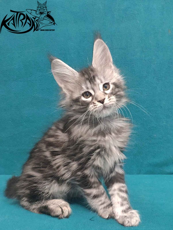 Katran Tiger - Кошеня мейн-кун 2 місяця