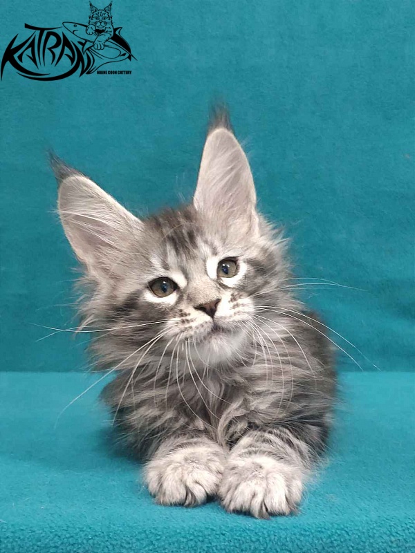 Katran Tiger - Кошеня мейн-кун 2 місяця