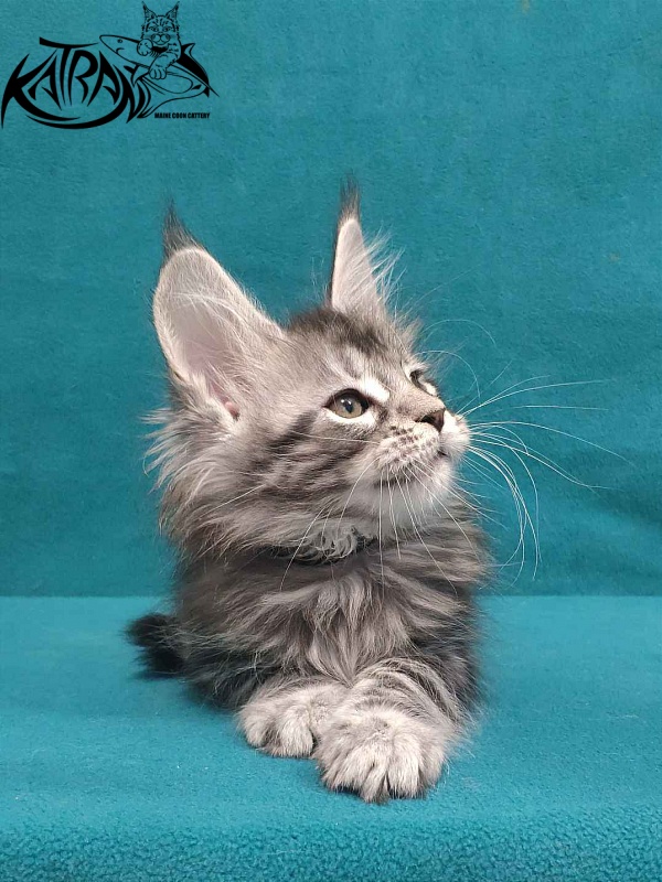 Katran Tiger - Кошеня мейн-кун 2 місяця