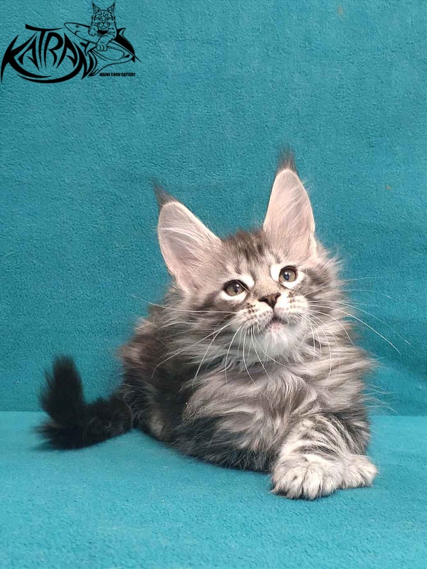 Katran Tiger - Кошеня мейн-кун 2 місяця