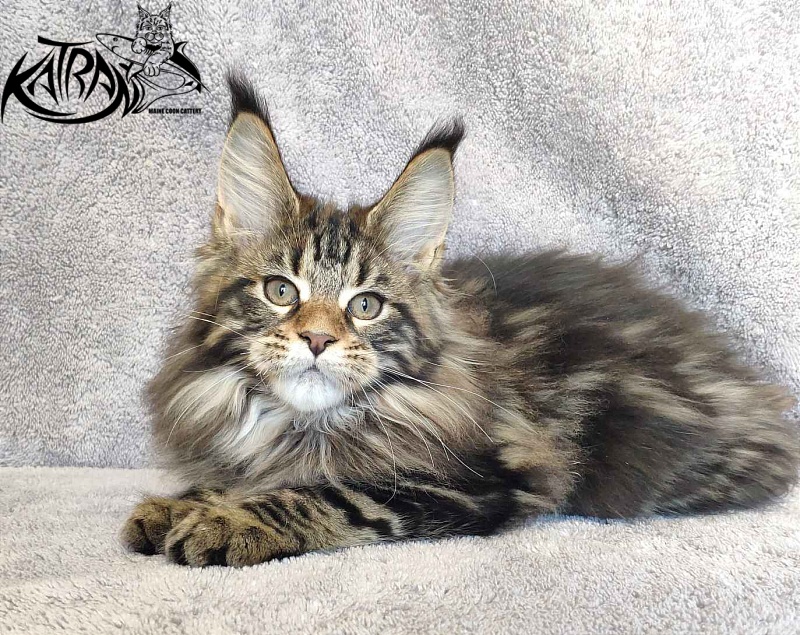 Katran Tais - Kitten maine-coon 3 months