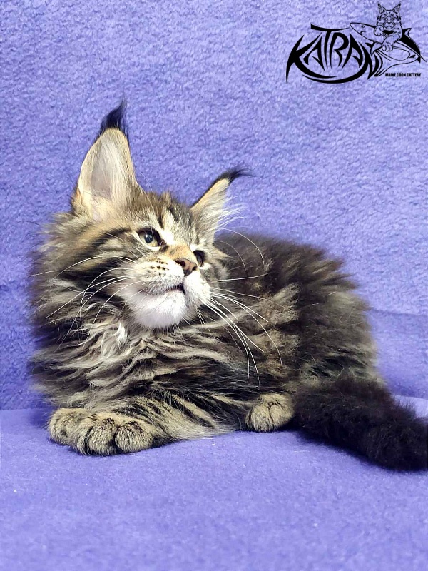 Katran Tais - Kitten maine-coon 2 months
