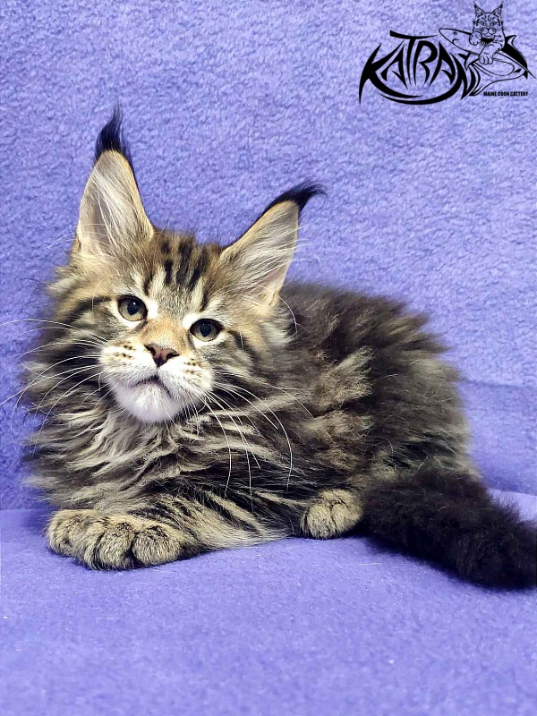 Katran Tais - Kitten maine-coon 2 months