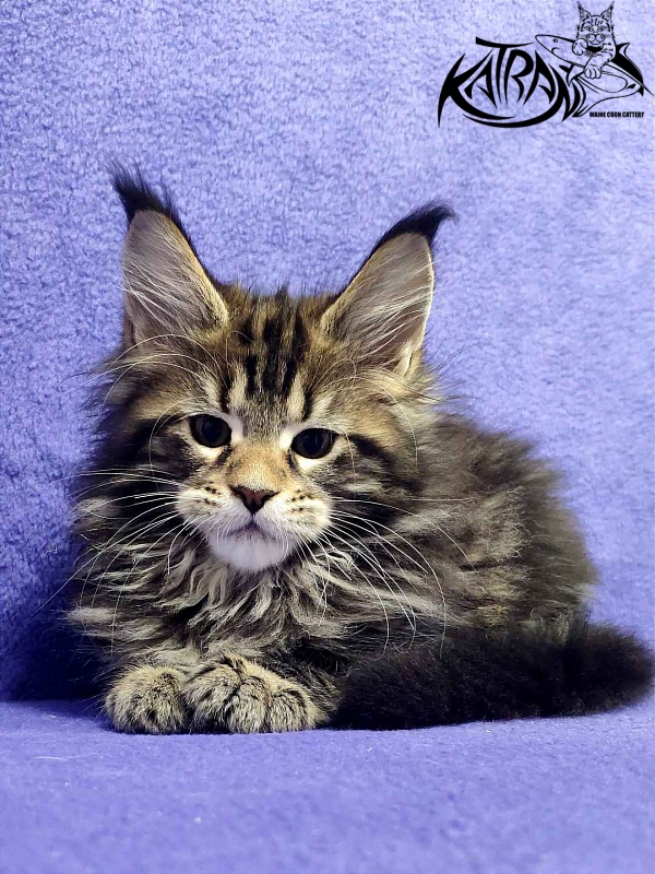 Katran Tais - Kitten maine-coon 2 months