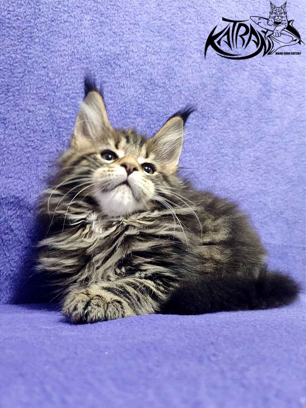 Katran Tais - Kitten maine-coon 2 months