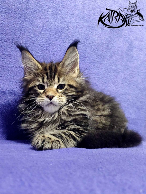 Katran Tais - Kitten maine-coon 2 months