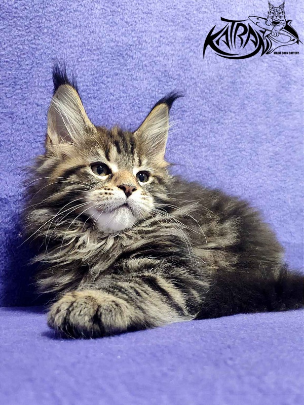 Katran Tais - Kitten maine-coon 2 months