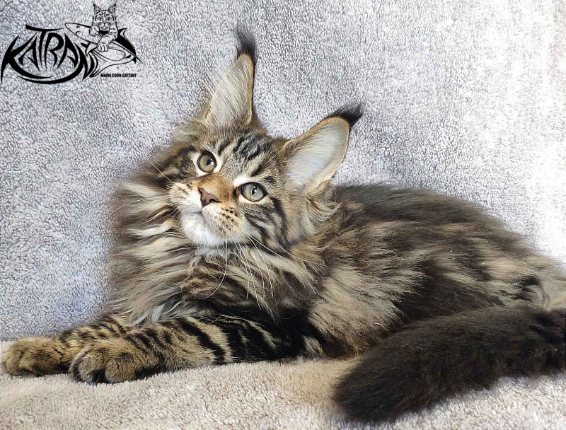 Katran Tais - Kitten maine-coon 3 months