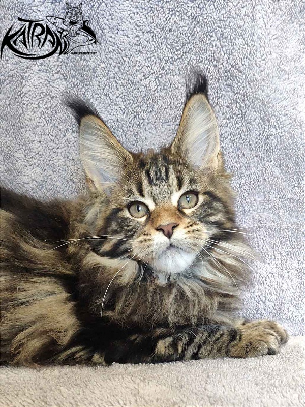 Katran Tais - Kitten maine-coon 3 months