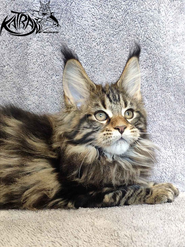 Katran Tais - Kitten maine-coon 3 months