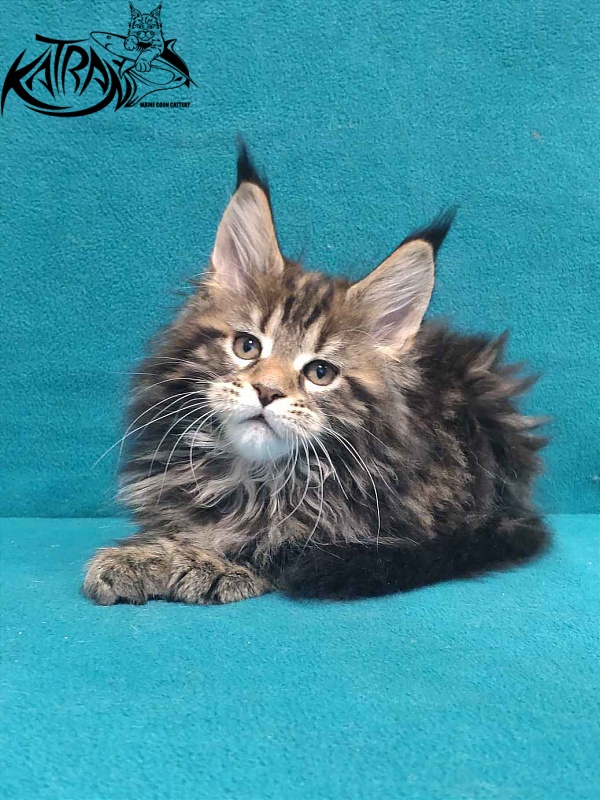 Katran Tais - Kitten maine-coon 2 months