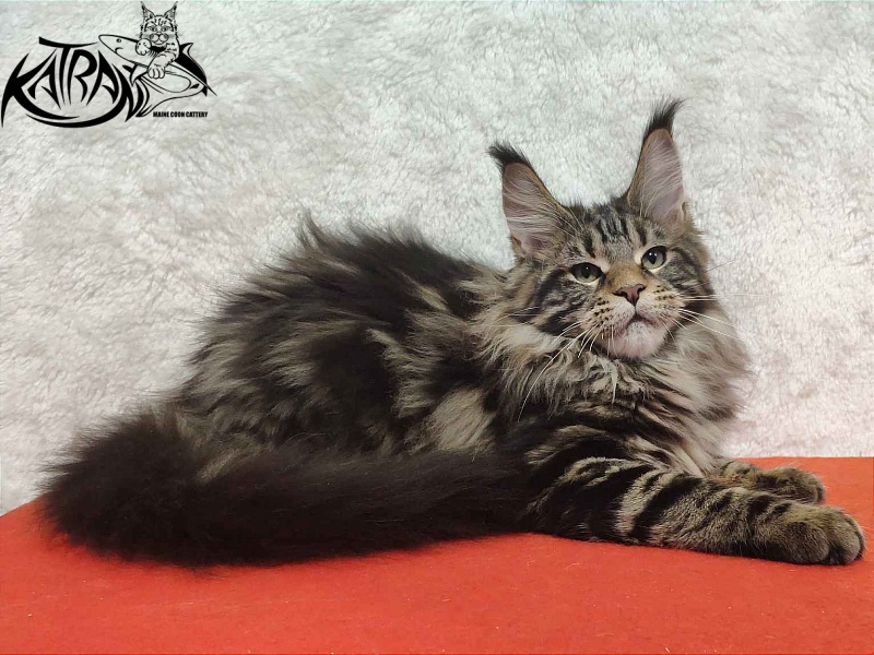 Katran Tais - Kitten maine-coon 4 months