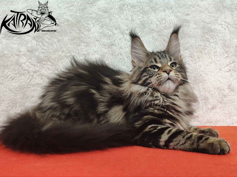 Katran Tais - Kitten maine-coon 4 months