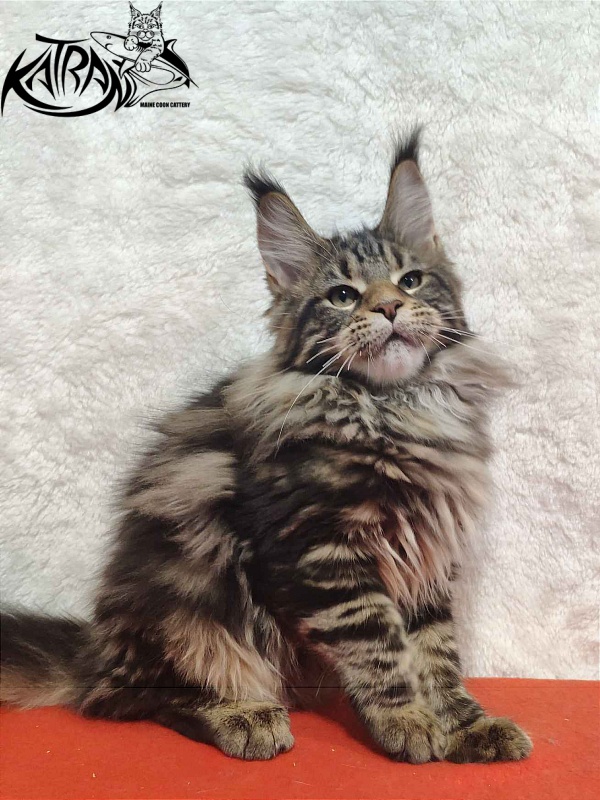 Katran Tais - Kitten maine-coon 4 months