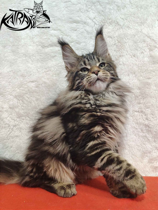 Katran Tais - Kitten maine-coon 4 months