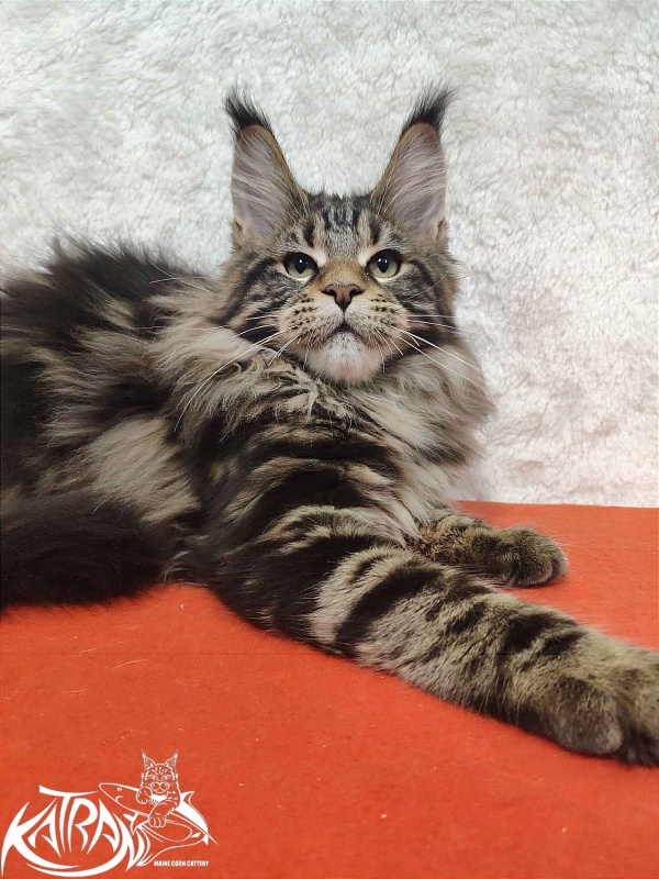 Katran Tais - Kitten maine-coon 4 months