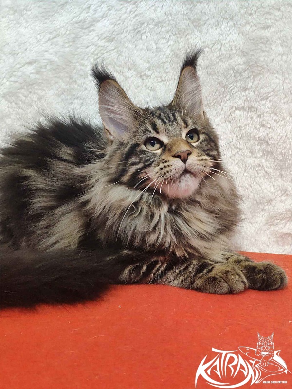 Katran Tais - Kitten maine-coon 4 months