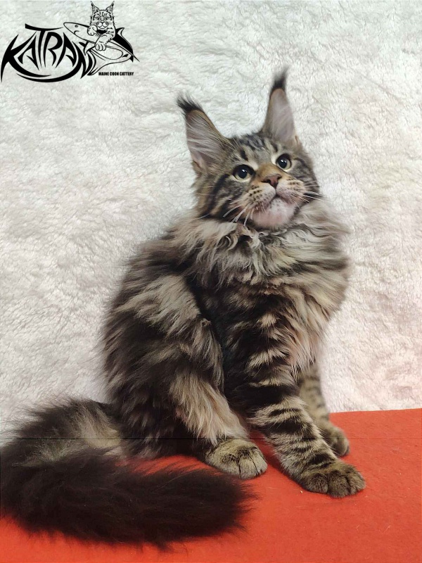 Katran Tais - Kitten maine-coon 4 months