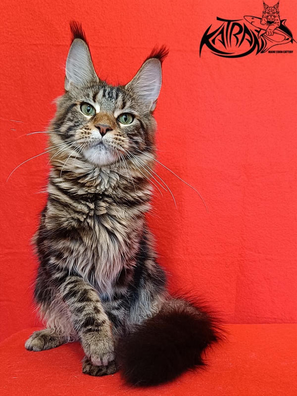 Katran Tais - Junior maine-coon 8 months