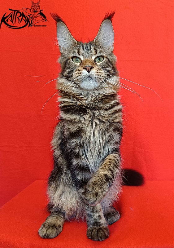 Katran Tais - Junior maine-coon 8 months