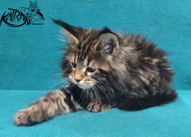 Katran Tais - Kitten maine-coon 2 months