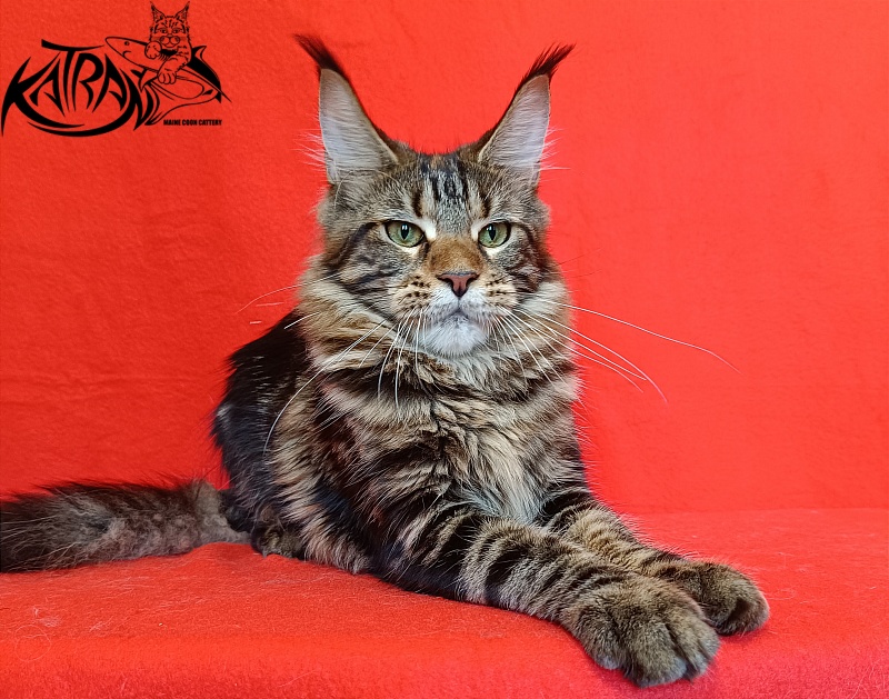Katran Tais - Junior maine-coon 8 months