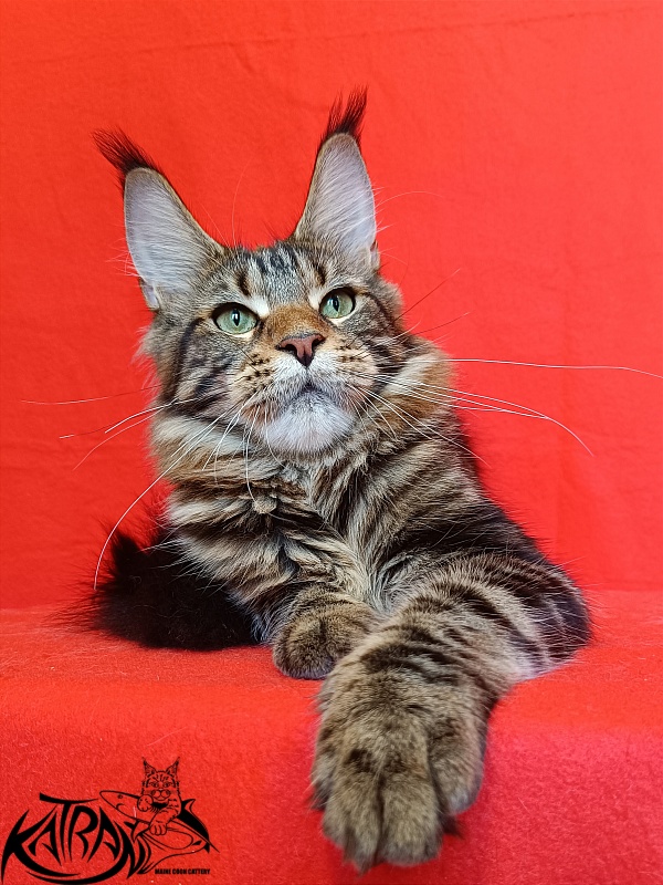 Katran Tais - Junior maine-coon 8 months
