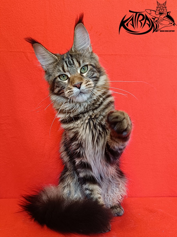 Katran Tais - Junior maine-coon 8 months