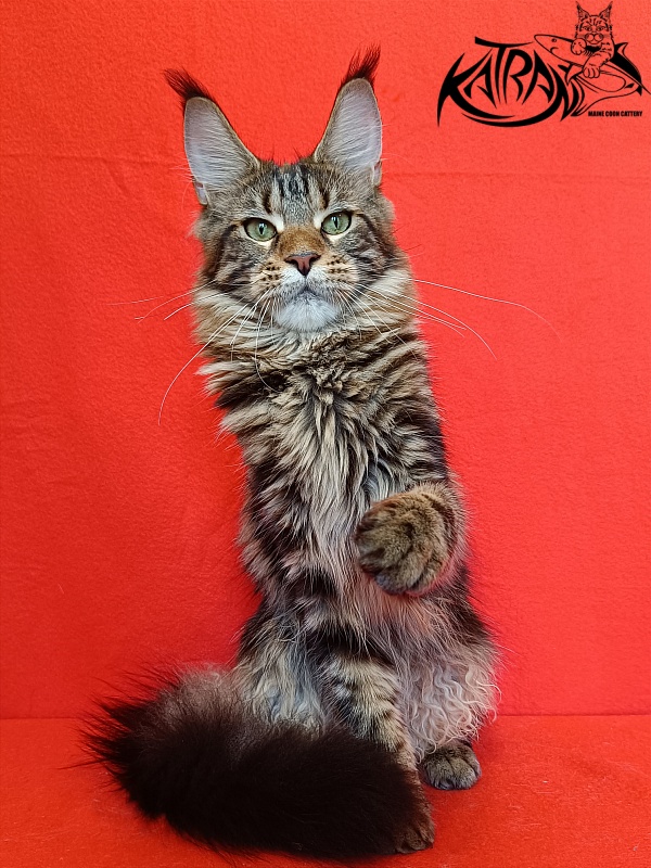 Katran Tais - Junior maine-coon 8 months