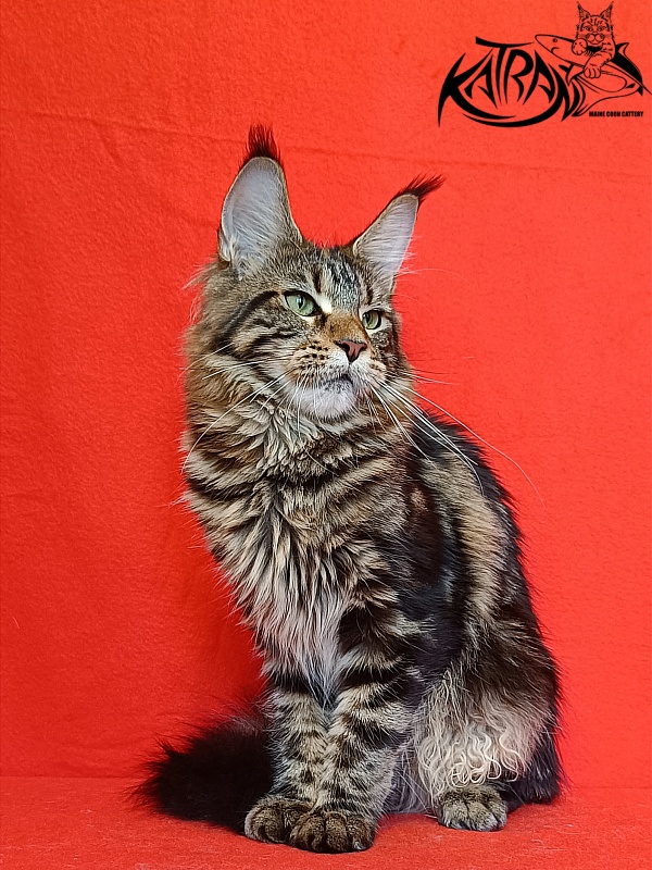 Katran Tais - Junior maine-coon 8 months
