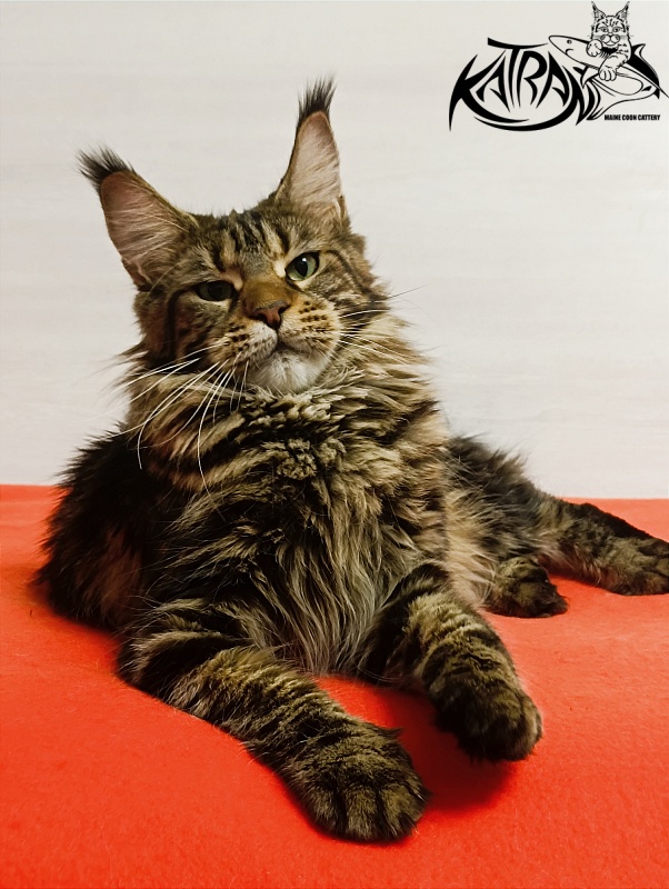 Katran Tais - Adult maine-coon 1 year 9 months