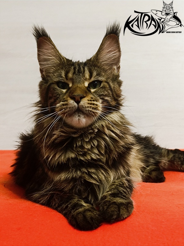 Katran Tais - Adult maine-coon 1 year 9 months