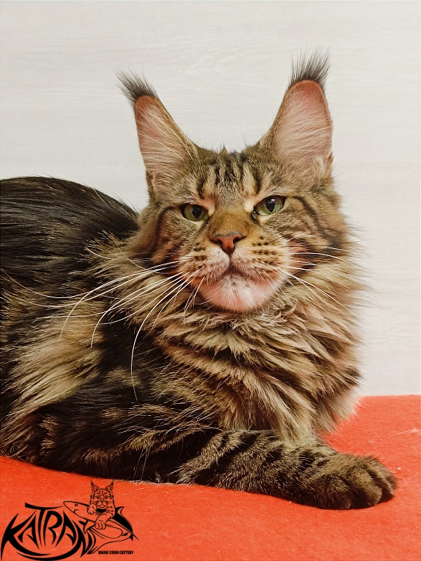 Katran Tais - Adult maine-coon 1 year 9 months