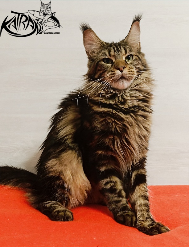 Katran Tais - Adult maine-coon 1 year 9 months