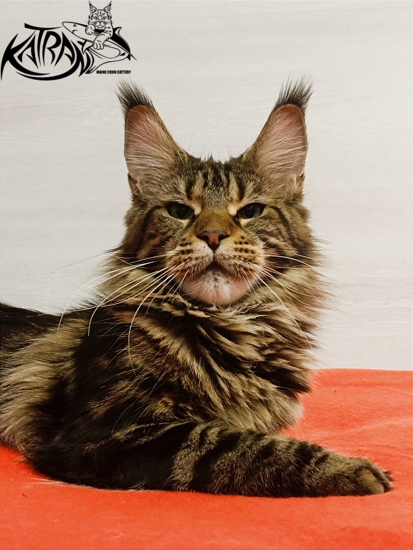 Katran Tais - Adult maine-coon 1 year 9 months