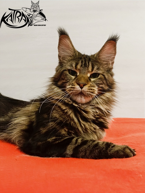 Katran Tais - Adult maine-coon 1 year 9 months