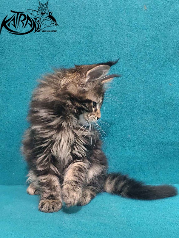 Katran Tais - Kitten maine-coon 2 months