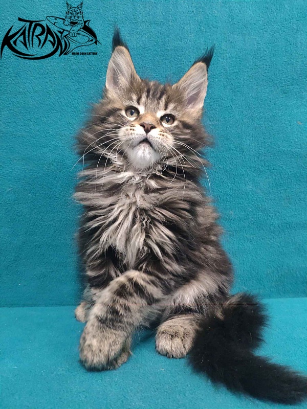 Katran Tais - Kitten maine-coon 2 months