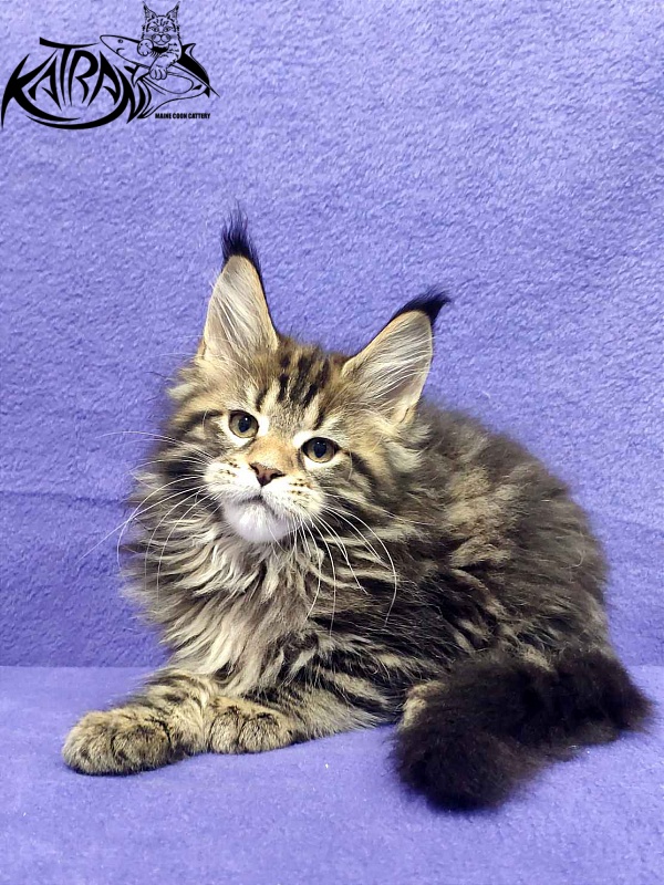 Katran Tais - Kitten maine-coon 2 months