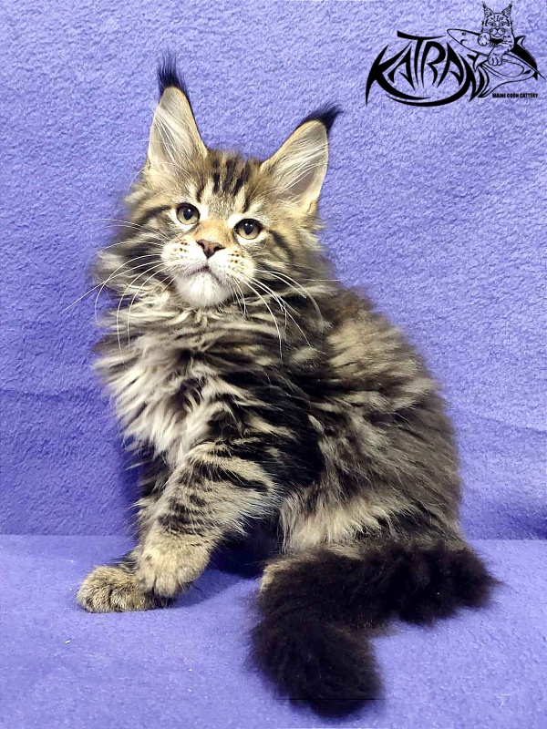 Katran Tais - Kitten maine-coon 2 months